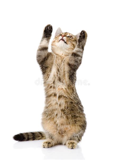 Playful Funny Tabby Cat Standing On Hind Legs Isolated On