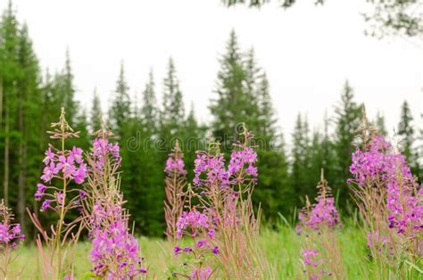 Lilac Pflanzen Von Ivan Tee Wachsen In Der Wilden Yakut Taiga Stockbild
