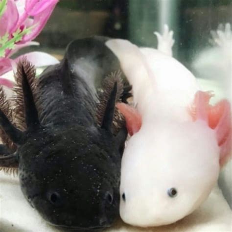 Two Axolotl Friends Hanging Out On We Heart It Pretty Animals Cute
