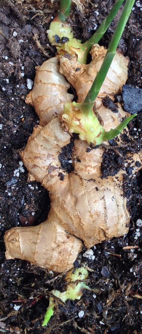 Growing Ginger Roots From The Grocery Store Growing Veggies Growing Herbs Growing Food