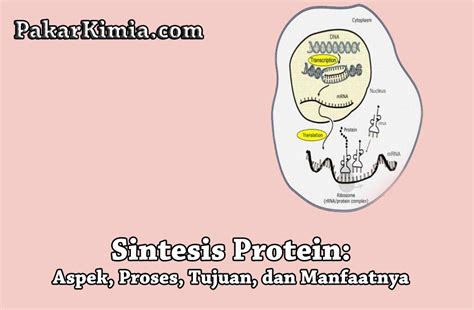 Sel bakteri memiliki mekanisme pelipatan protein (protein folding) yang memfasilitasi pembentukan protein aktif yang dinamakan molecular . Apa Itu Protein Fungsional / Sds Page Results From Protein ...