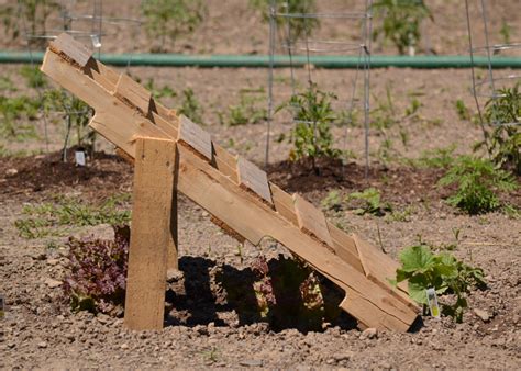 Trellis Can Support Vines And Shade Lettuce See 3 Examples From Lockwood