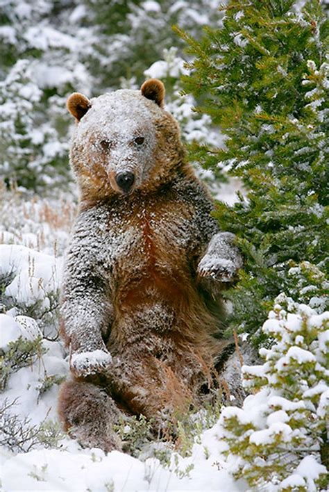 Winter Bear With Music After Short Delay Midwinter Dream Nature