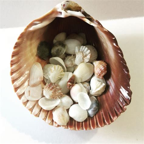 There Is A Shell With Shells In It