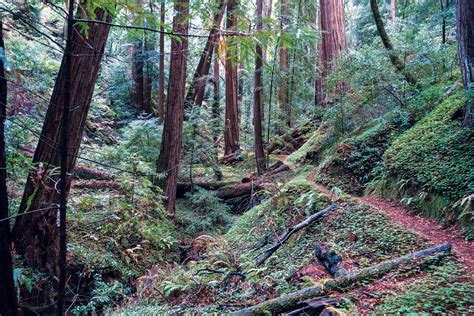 Best Redwood Parks In The Bay Area Bay Nature