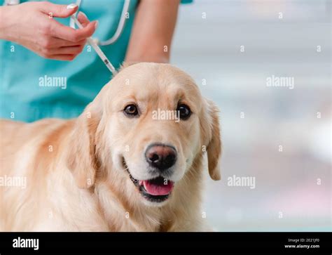 Golden Retriever Dog Getting Injection With Vaccine During Appointment