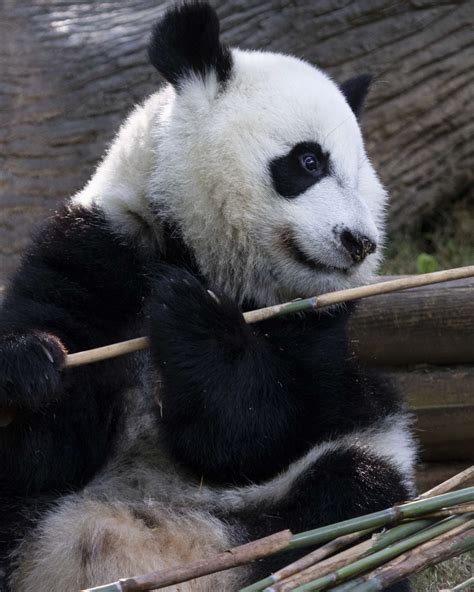 Panda Updates Monday July 30 Zoo Atlanta