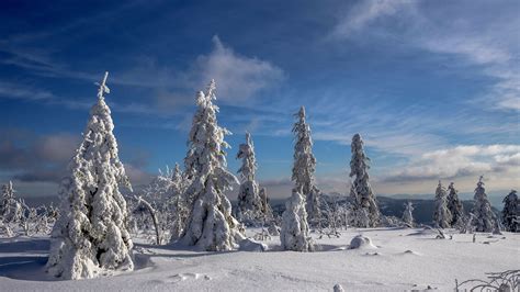 Snow Covered Trees In Snow Field During Daytime Under Blue Cloudy Sky