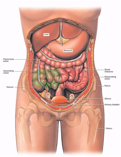 The distribution of air sacs and the functioning of the avian lung. Female Internal Organ Diagram | Body anatomy organs, Human ...