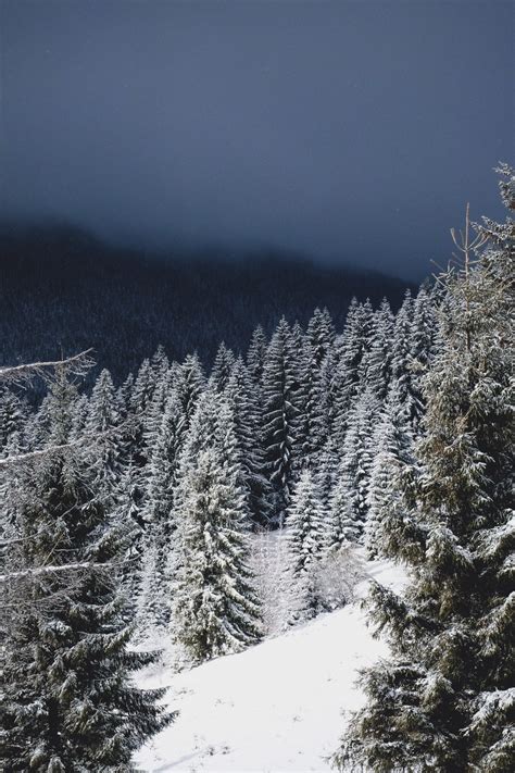 Free Images Tree Forest Outdoor Wilderness Snow Winter Mountain
