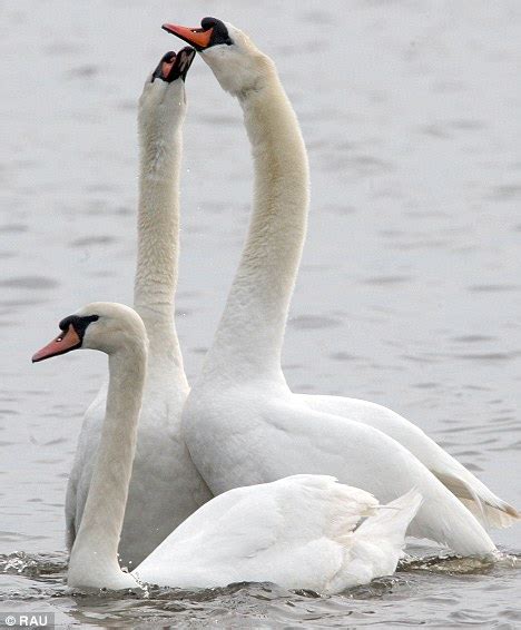 Gay Swans Are Deeply In Love As They Make A Nest And Even Have Lovers