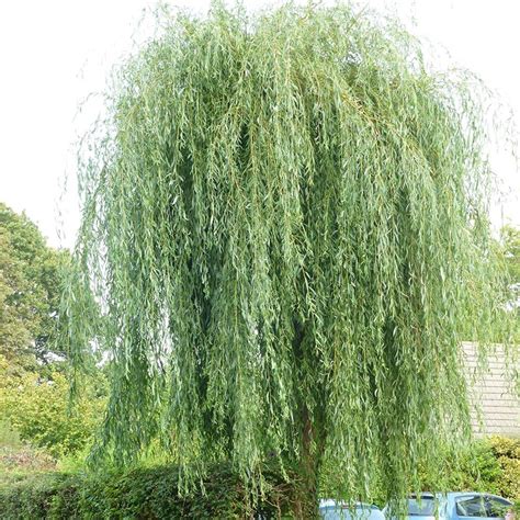 Buy Golden Weeping Willow Syn Salix Chrysocoma Salix ×