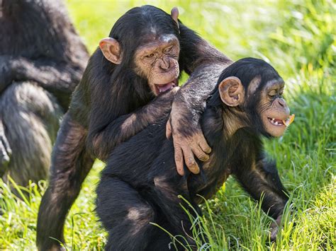Two Young Chimpanzee Playing Cute Scene In The Walter Zoo Flickr