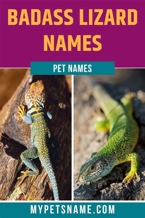 List Of Best Lizard Pet Names Ideas