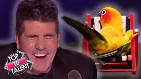 10 Funniest Animal Auditions Ever On Got Talent Youtube