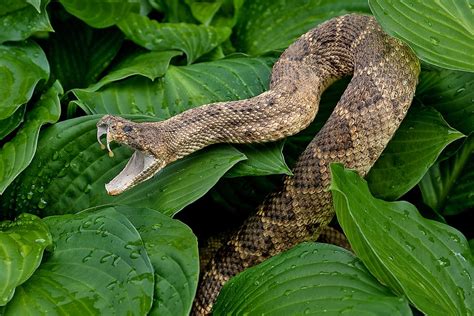 5 Of The Most Common Myths About Rattlesnakes Worldatlas