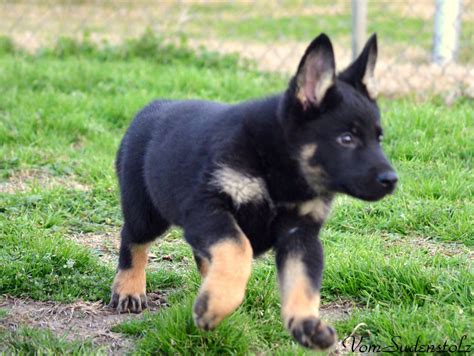 Top Keywords Picture For Faded Black And Tan German Shepherd Gsd