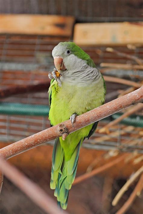 Pictures And Information On Monk Parakeet