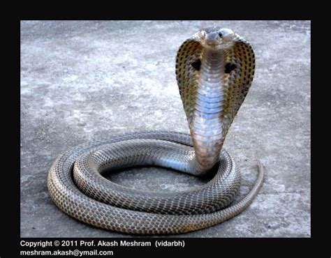 Calphotos Naja Naja Spectacled Cobra Indian Cobra