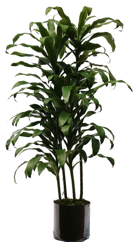 House Plant Top View Png