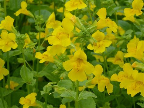 Mimulus Guttatus Common Monkey Flower Plants And Garden