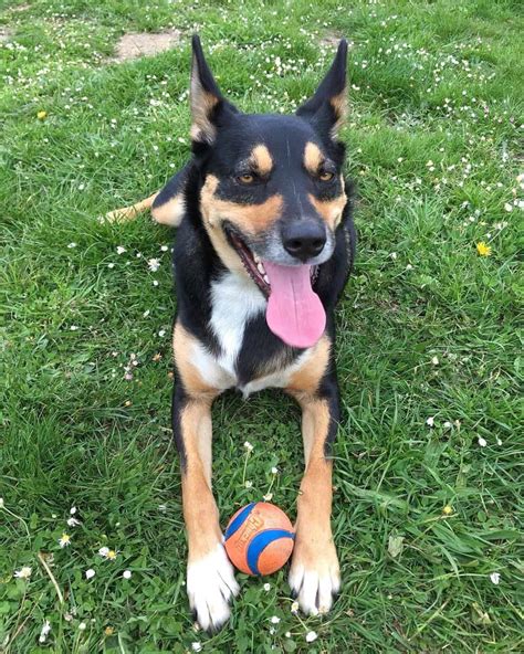 Australian Kelpie Border Collie Mix Info Pictures Facts Faqs And More