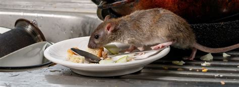 Get Rid Of Rats Rat Pest Control Prokill Pest Control