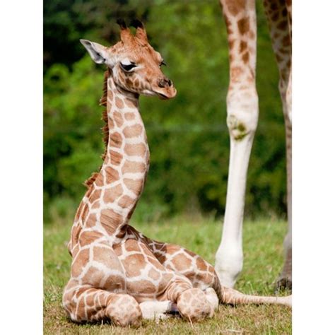 All situations obviously don't involve supplements or injections or anything. Amusing Giraffe and Baby Giraffe Facts: Description ...