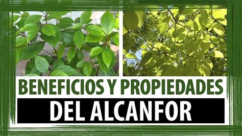 BENEFICIOS Y PROPIEDADES DEL ALCANFOR PARA QUE SIRVE EL ALCANFOR