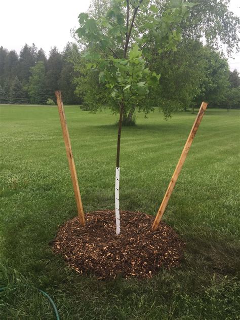 Proper Tree Planting Baum Tree Care