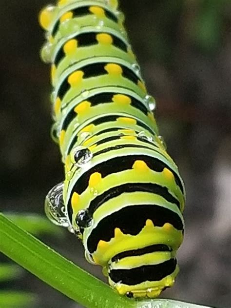 A Caterpillar Up Close By Authorpearl