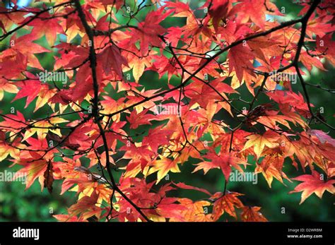 Japanese Maple Leaves In The Acer Glade Westonbirt Arboretum Stock