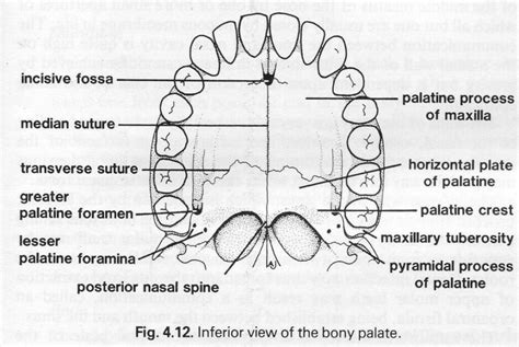 Cleft Lip And Palate Surgical Repair Geeky Medics