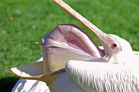 Til When A Pelican Overheats It Pulls Its Spine Out Of Its Mouth