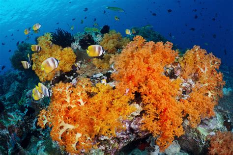 3 Differences Between Hard And Soft Corals Murex Resorts