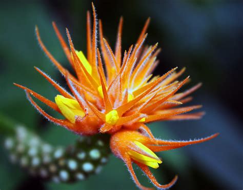 However, many types of succulents, including cactuses, produce gorgeous flowers. Orange spiky flower | Explore KatherineKelly's photos on ...