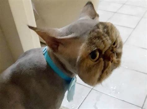 15 Times Pet Haircuts Went So Wrong It Made Everyone Laugh Small Joys