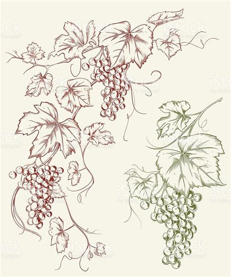 Hand Drawn Vector Grapevine Corner And Single Grape With Leaves In