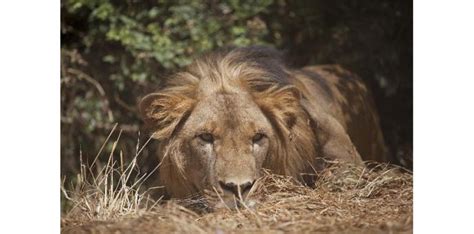 Le Lion Abyssinien Dethiopie Menacé Par La Destruction De Son Habitat