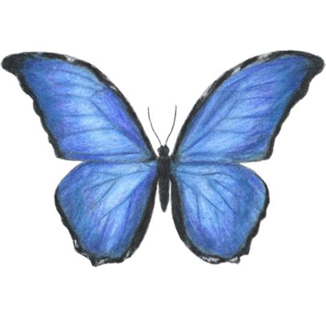A Blue Butterfly Is Shown On A White Background