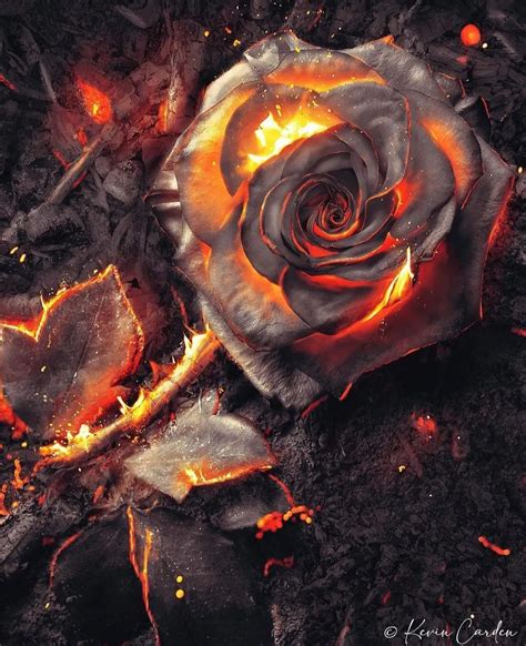 Burning Rose Wallpaper