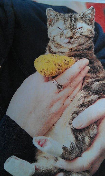 Phoenix Burn Victim Cat Rises From The Ashes Life With Cats