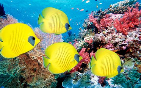 Imagenes De Peces En Arrecifes De Coral Fotos E Imágenes En Fotoblog X
