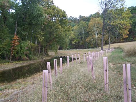 Riparian Buffer And Tree Planting In Romney Wv Potomac Watershed