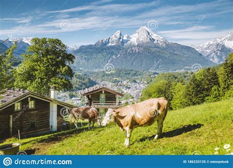 Idyllic Alpine Scenery With Mountain Chalets And Cow Grazing On Green