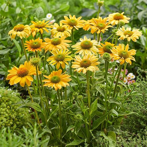 Echinacea P Mellow Yellows Jparkers