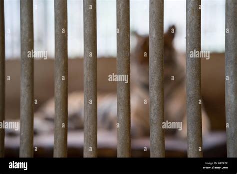 Tiger Out Of Focus Behind Bars In A Zoo Cage Stock Photo Alamy