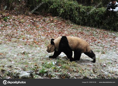 Female Giant Panda Ying Xue Released Wild Liziping Nature Reserve
