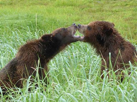 All ice breaker jokes are funny because of their corn factor, at least in my opinion anyway. How much does a bear weigh