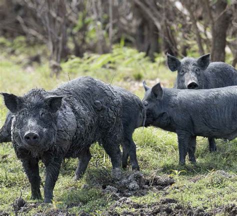Would Feral Pigs Exacerbate An Fmd Outbreak In Australia Beef Central